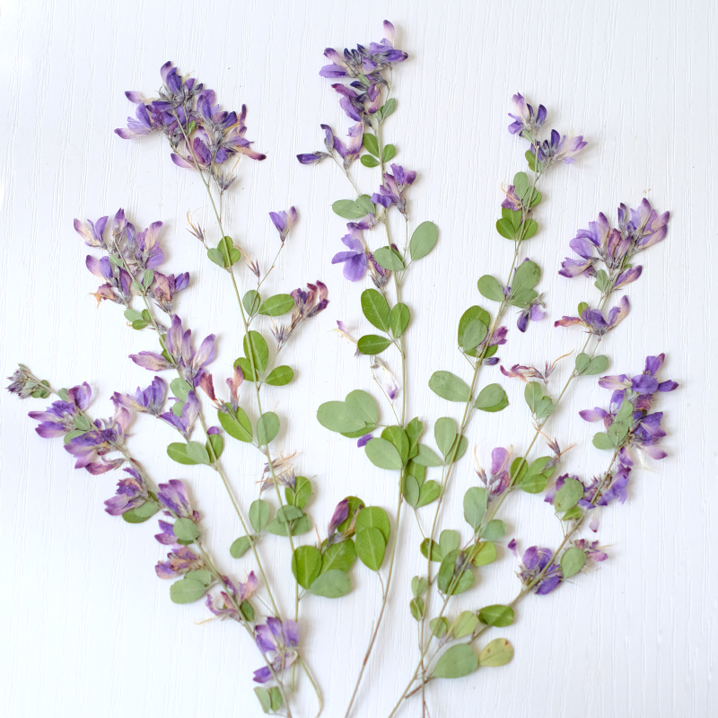 Dried Flower Pressed - 6 stuks, natuurlijke Lespedeza Formosa gedroogde