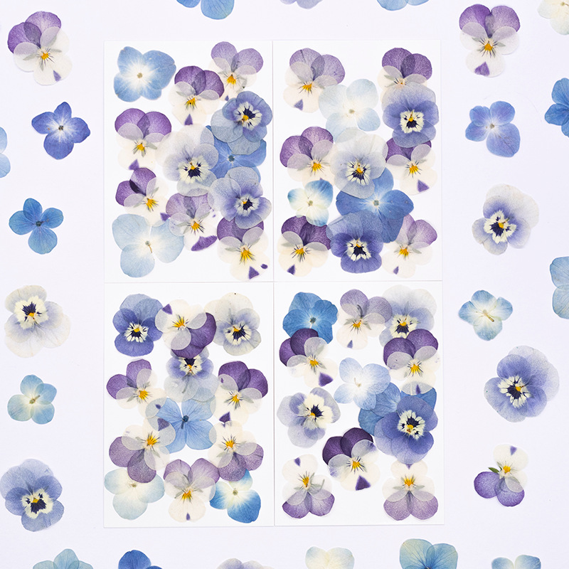 Dried Flower Pressed - 12 Stuks, Echte Viola Cornuta Geperste