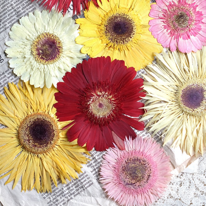 Dried Flower Pressed - 1 stks/7-9 cm, geperste Gerbera gedroogde