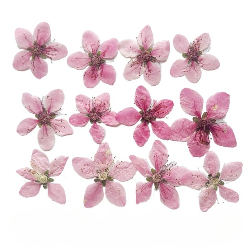 Dried Flower Pressed - 12 stuks, natuurlijke perzikbloesem geperste gedroogde