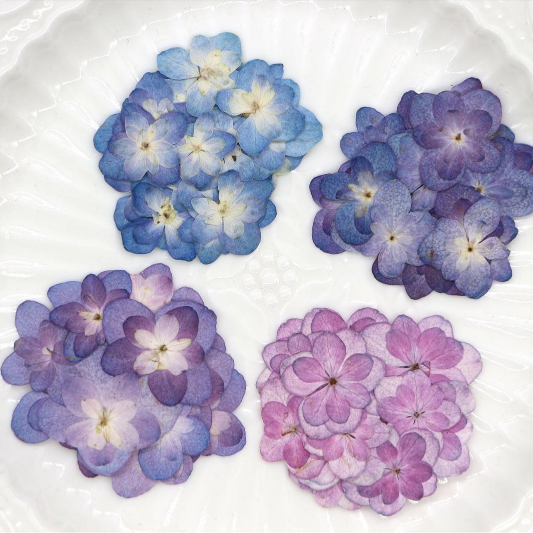 Dried Flower Pressed - 60 stuks mini dubbelbloemige hortensia gedroogde