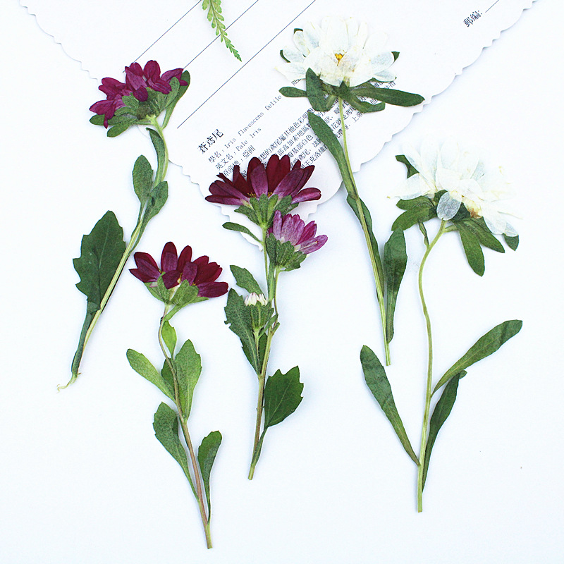 Dried Flower Pressed - 24 stuks, Mini Chrysant Geperste Gedroogde