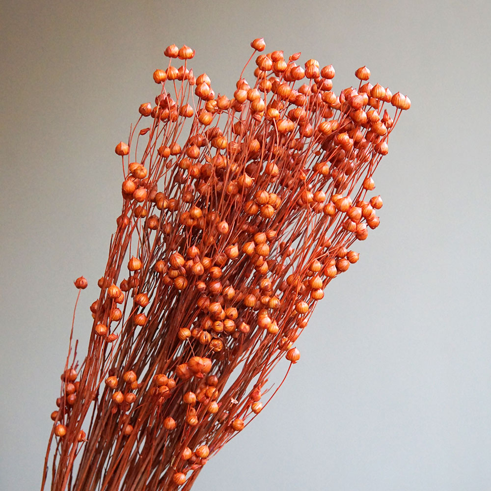 35g/Geconserveerde Ormosia Hos - Dried Flower Pressed recensie en prijs
