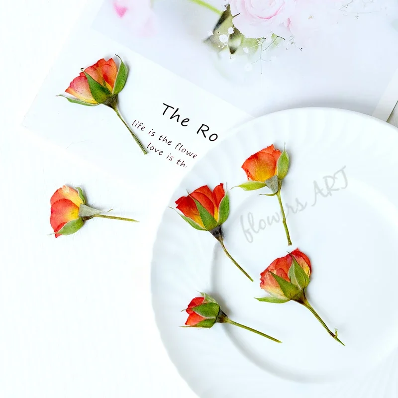 Geperste rozenknop bloemblaadj - Dried Flower Pressed recensie en prijs