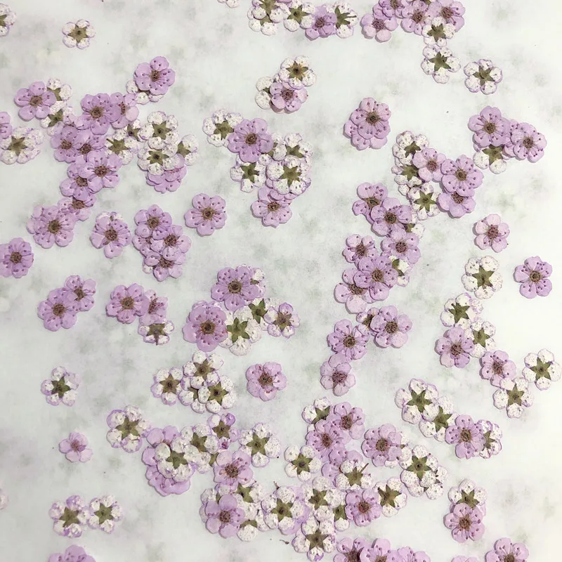 Geperste Mini Narcissus Gedroo - Dried Flower Pressed recensie en prijs
