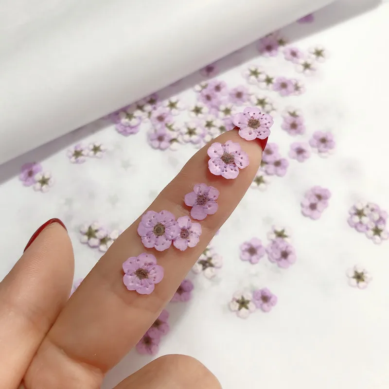 Geperste Mini Narcissus Gedroo - Dried Flower Pressed recensie en prijs
