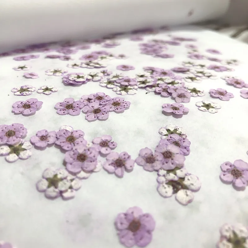 Geperste Mini Narcissus Gedroo - Dried Flower Pressed recensie en prijs