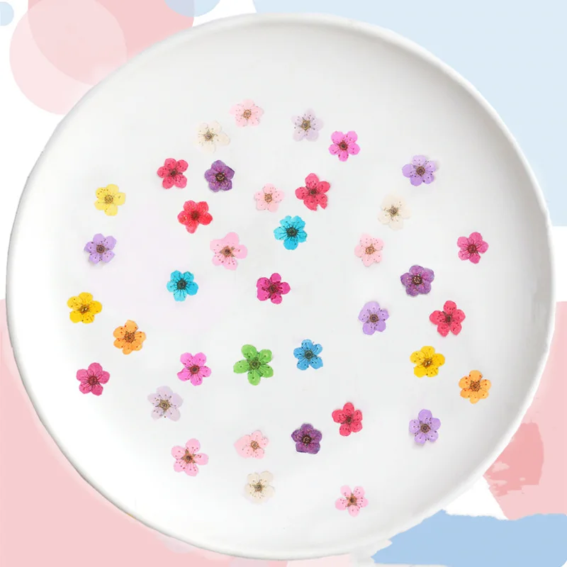 Geperste Mini Narcissus Gedroo - Dried Flower Pressed recensie en prijs