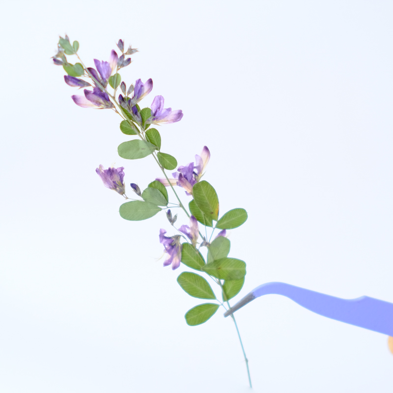 6 stuks, natuurlijke Lespedeza - Dried Flower Pressed recensie en prijs