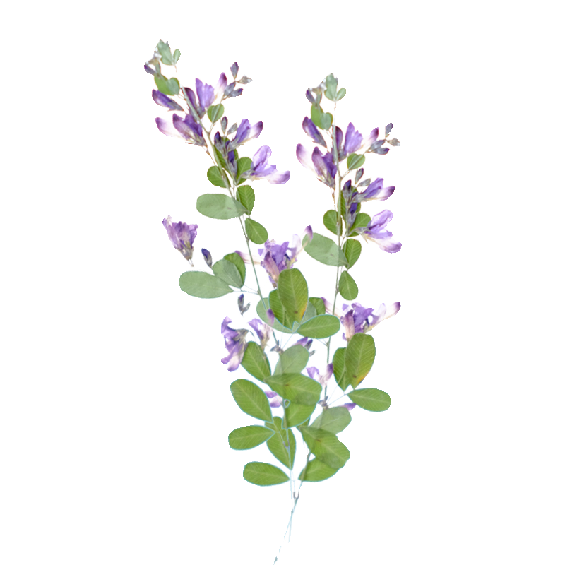 6 stuks, natuurlijke Lespedeza - Dried Flower Pressed recensie en prijs