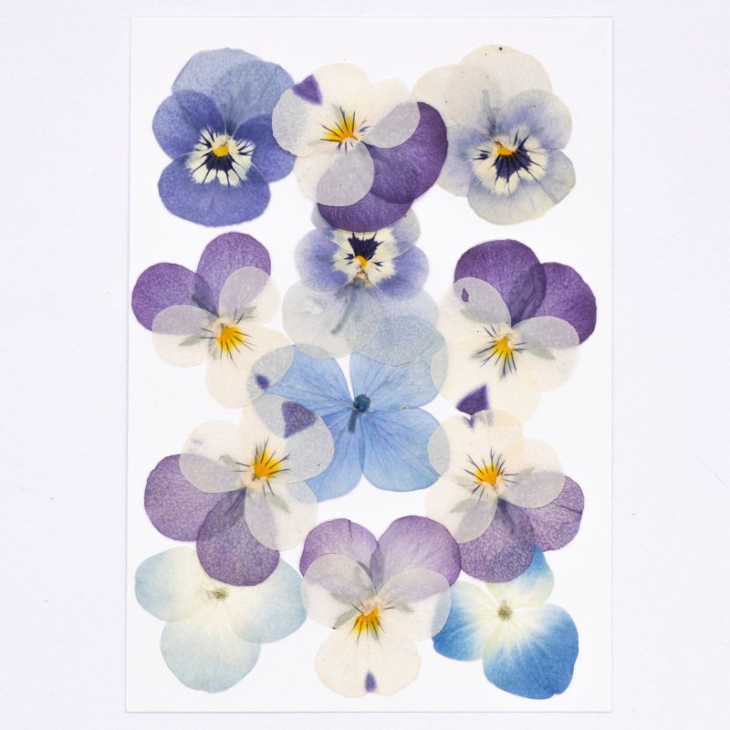 12 Stuks, Echte Viola Cornuta  - Dried Flower Pressed recensie en prijs