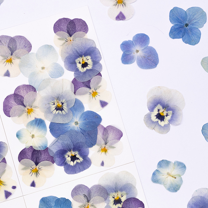 12 Stuks, Echte Viola Cornuta  - Dried Flower Pressed recensie en prijs