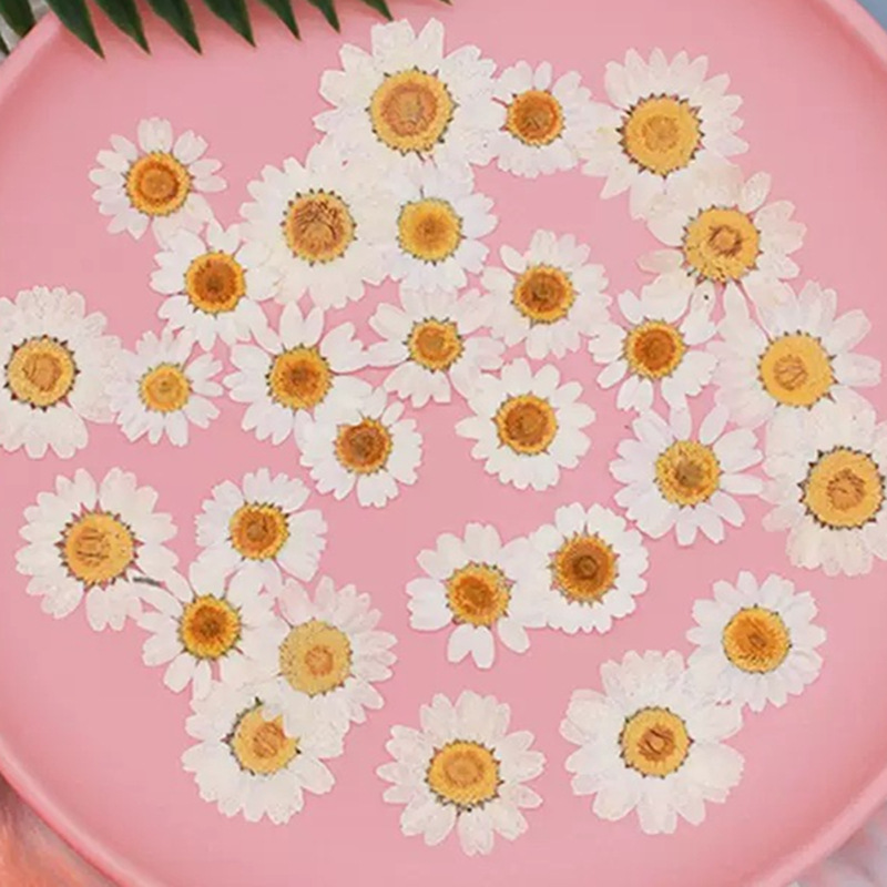 100 stuks natuurlijke witte kr - Dried Flower Pressed recensie en prijs