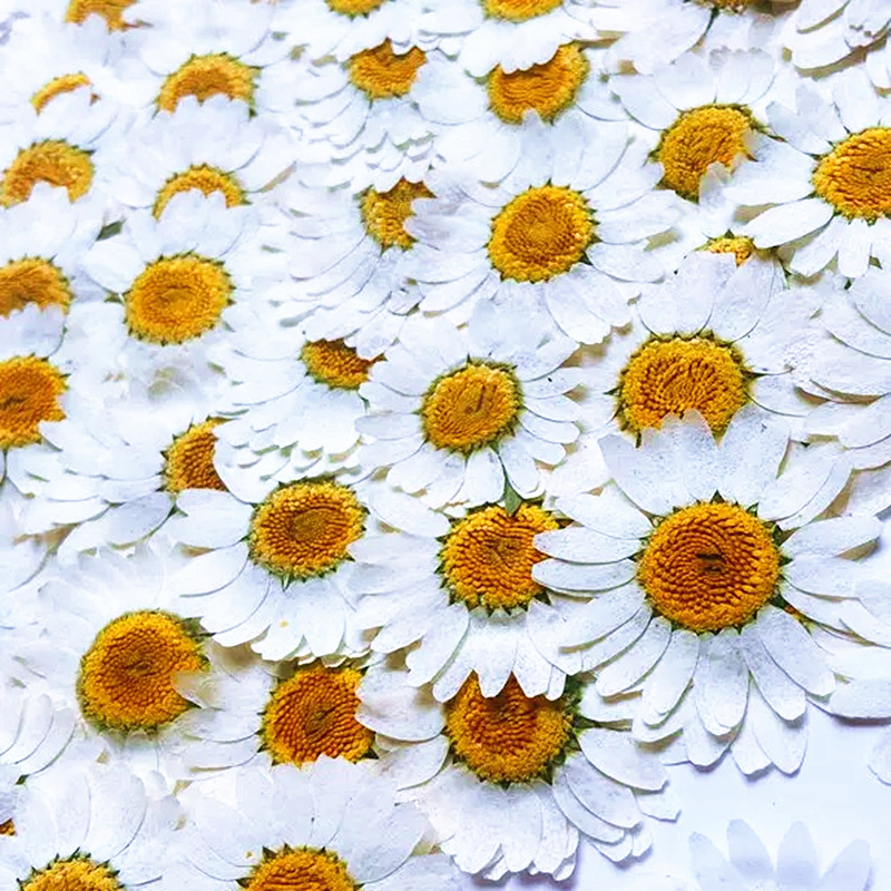100 stuks natuurlijke witte kr - Dried Flower Pressed recensie en prijs