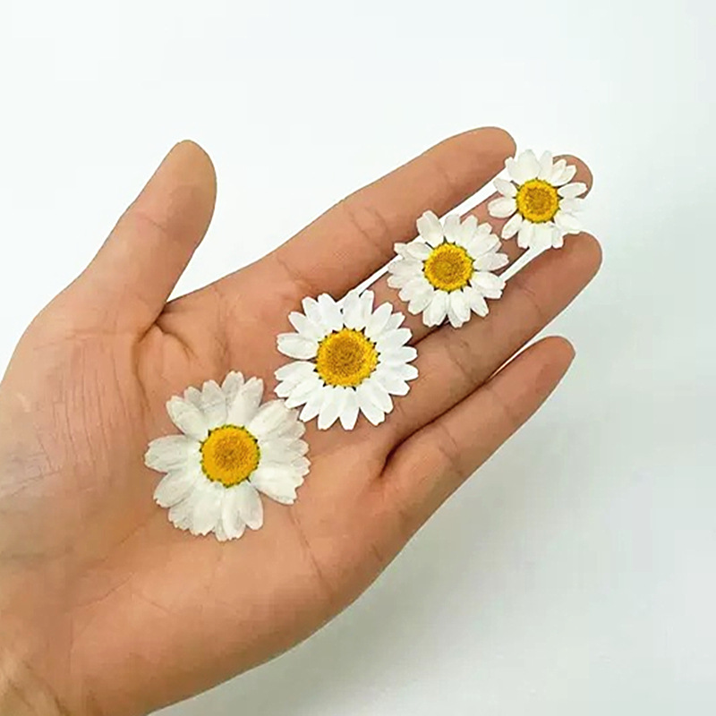 100 stuks natuurlijke witte kr - Dried Flower Pressed recensie en prijs