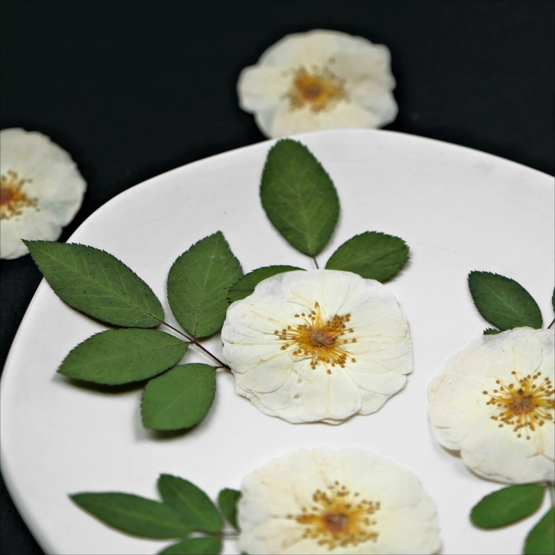 6 stks, 9 stks, Natuur Witte R - Dried Flower Pressed recensie en prijs