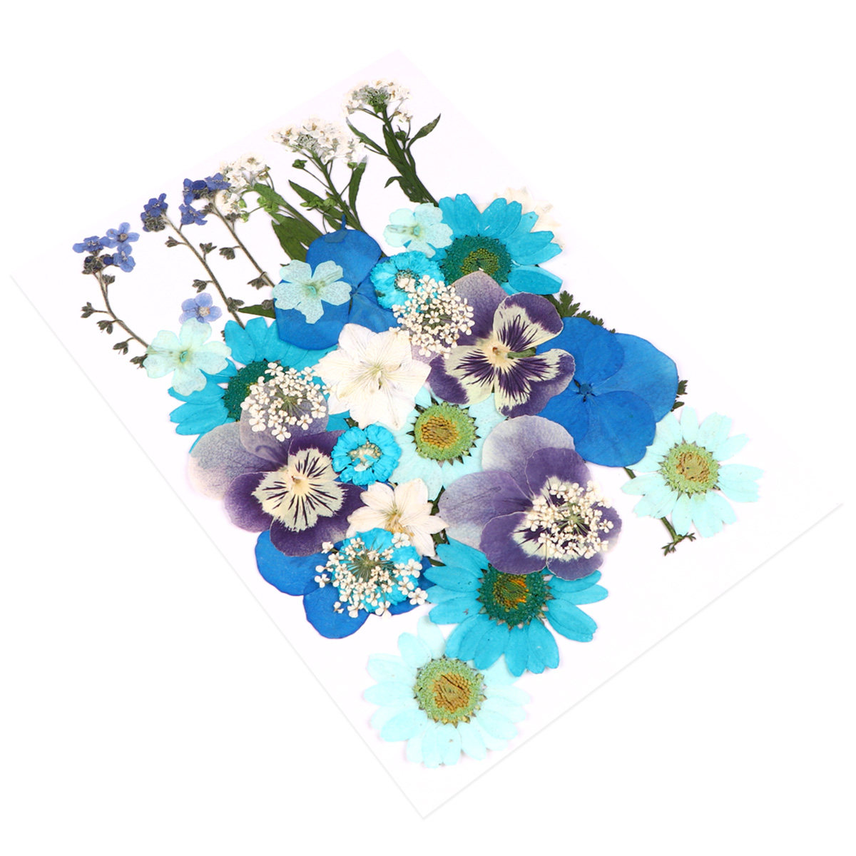 40 stuks geperste bloemen mate - Dried Flower Pressed recensie en prijs