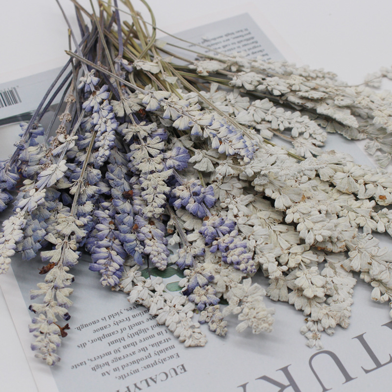 10 ~ 15Cm/24 Stuks Echte Natuu - Dried Flower Pressed recensie en prijs