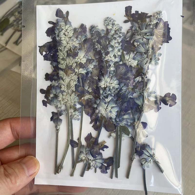 10 ~ 15Cm/24 Stuks Echte Natuu - Dried Flower Pressed recensie en prijs