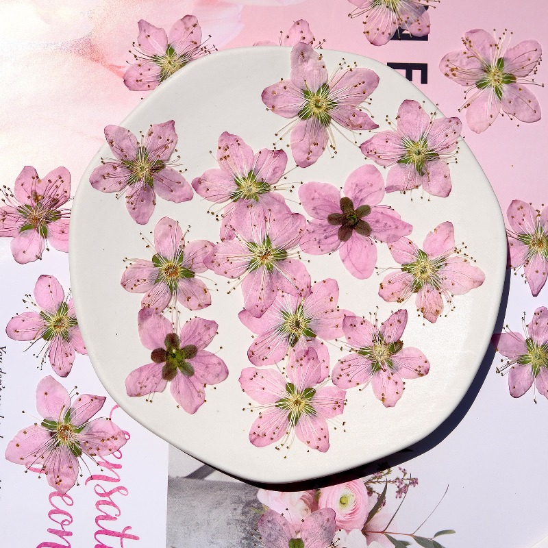 3-4cm./6 stuks, Roze Perzikblo - Dried Flower Pressed recensie en prijs
