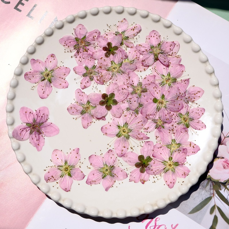 3-4cm./6 stuks, Roze Perzikblo - Dried Flower Pressed recensie en prijs