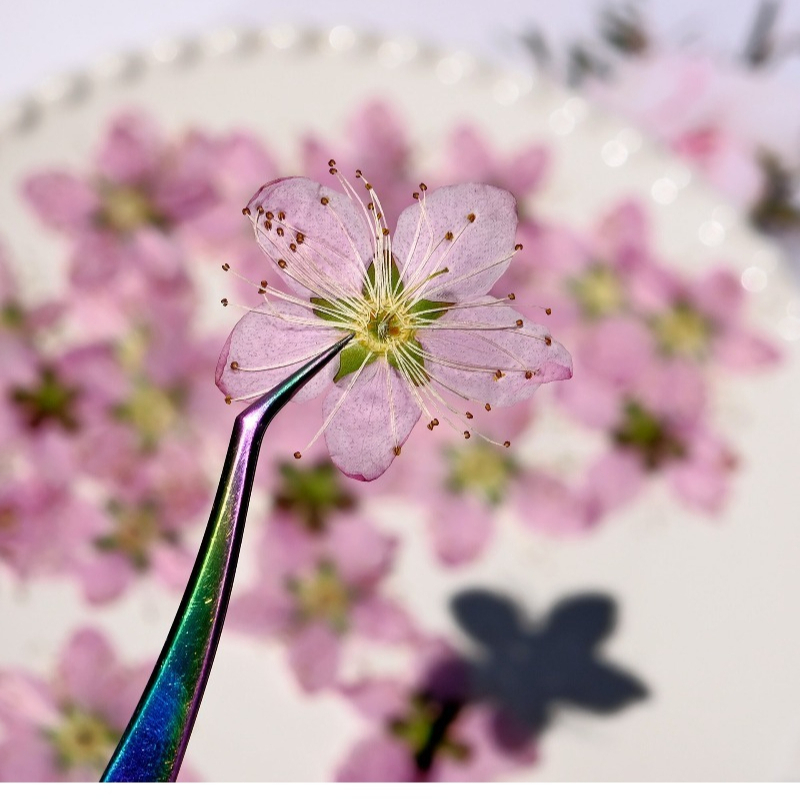 3-4cm./6 stuks, Roze Perzikblo - Dried Flower Pressed recensie en prijs