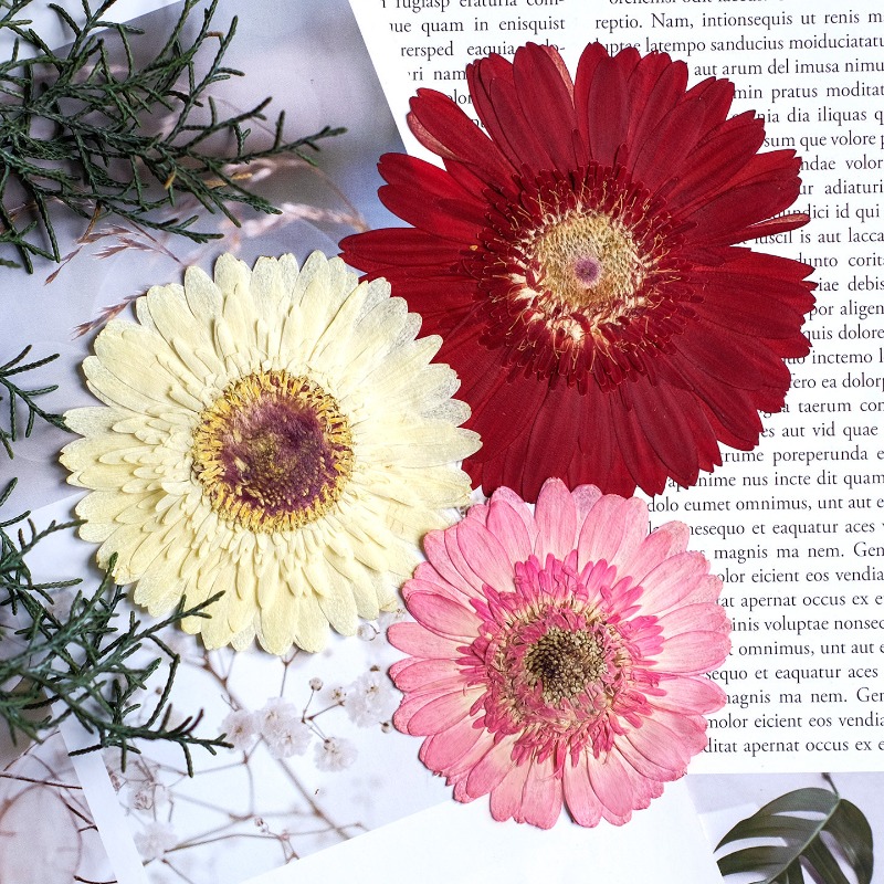 1 stks/7-9 cm, geperste Gerber - Dried Flower Pressed recensie en prijs