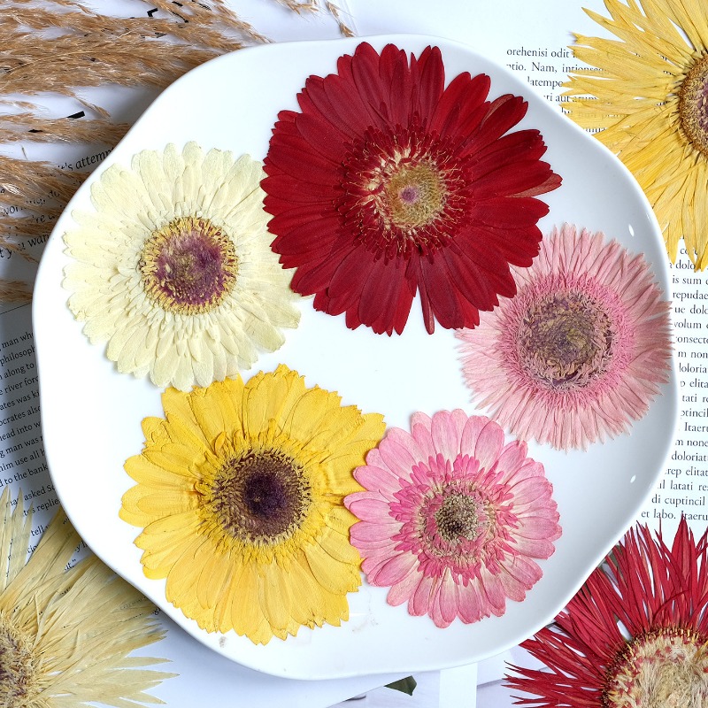 1 stks/7-9 cm, geperste Gerber - Dried Flower Pressed recensie en prijs