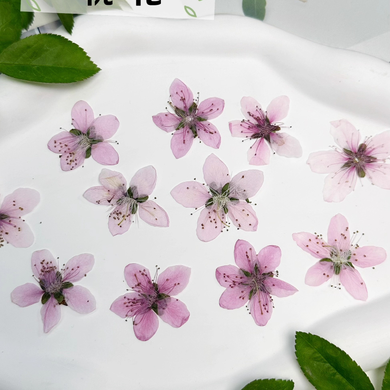 12 stuks, natuurlijke perzikbl - Dried Flower Pressed recensie en prijs