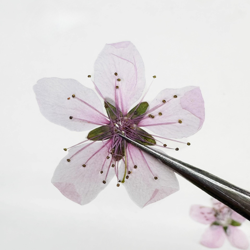 12 stuks, natuurlijke perzikbl - Dried Flower Pressed recensie en prijs