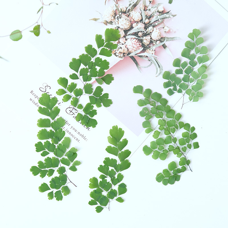 60 stuks natuurlijke planten e - Dried Flower Pressed recensie en prijs