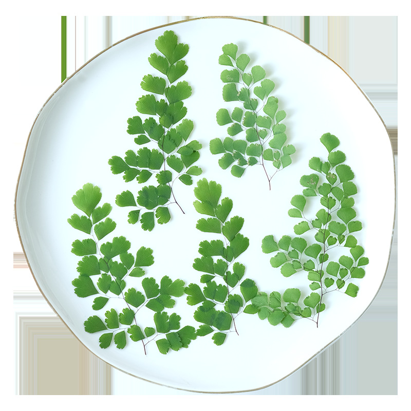 60 stuks natuurlijke planten e - Dried Flower Pressed recensie en prijs