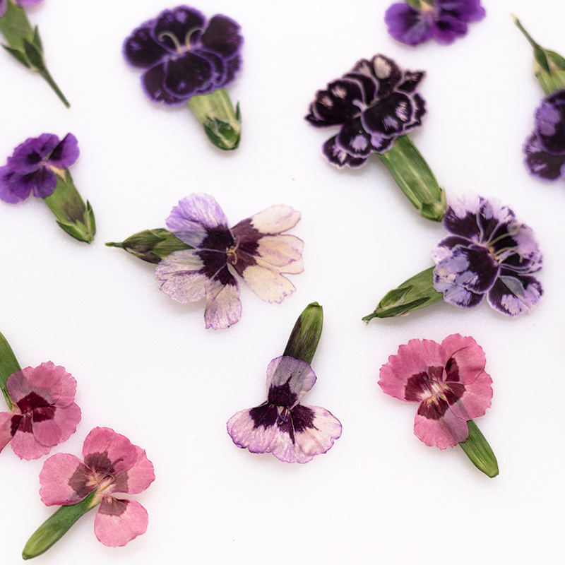 24 stuks, geperste gedroogde d - Dried Flower Pressed recensie en prijs