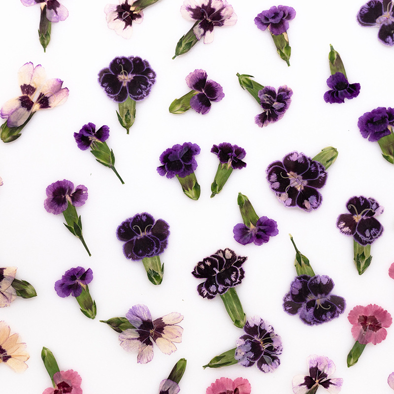 24 stuks, geperste gedroogde d - Dried Flower Pressed recensie en prijs