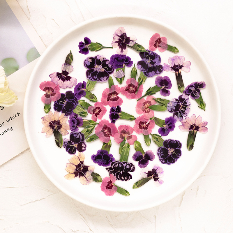 24 stuks, geperste gedroogde d - Dried Flower Pressed recensie en prijs