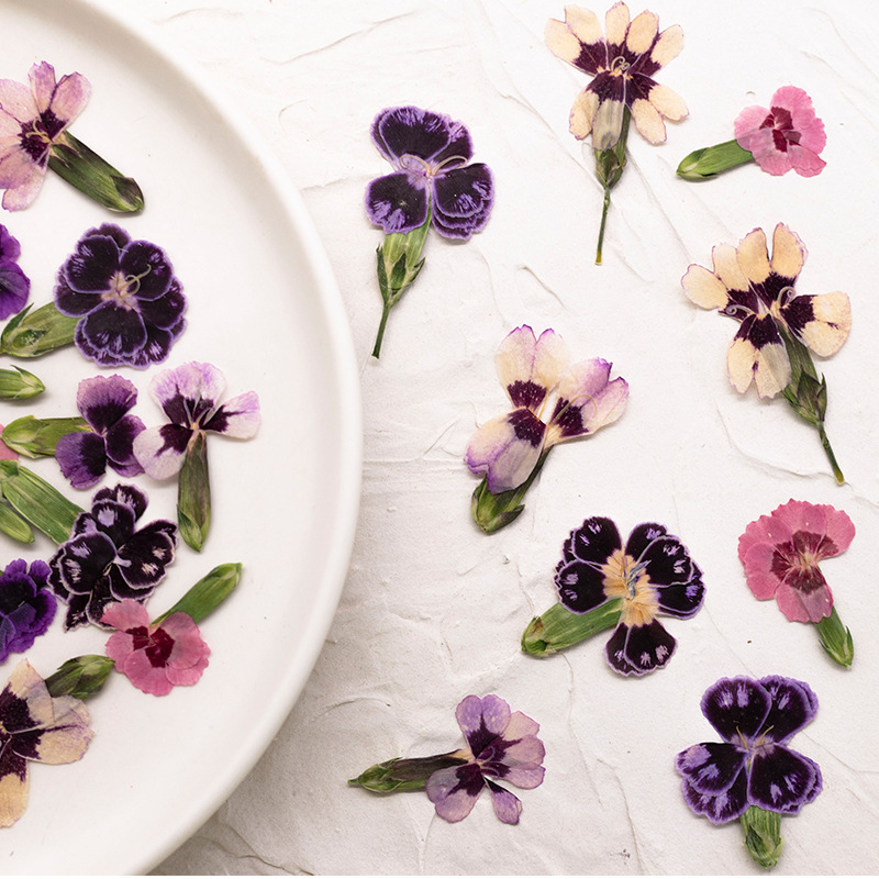24 stuks, geperste gedroogde d - Dried Flower Pressed recensie en prijs
