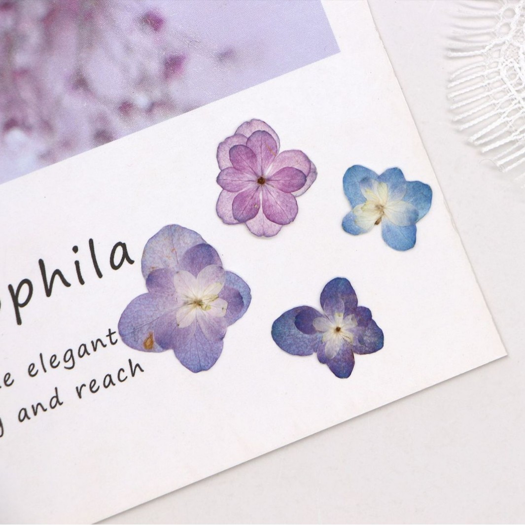 60 stuks mini dubbelbloemige h - Dried Flower Pressed recensie en prijs