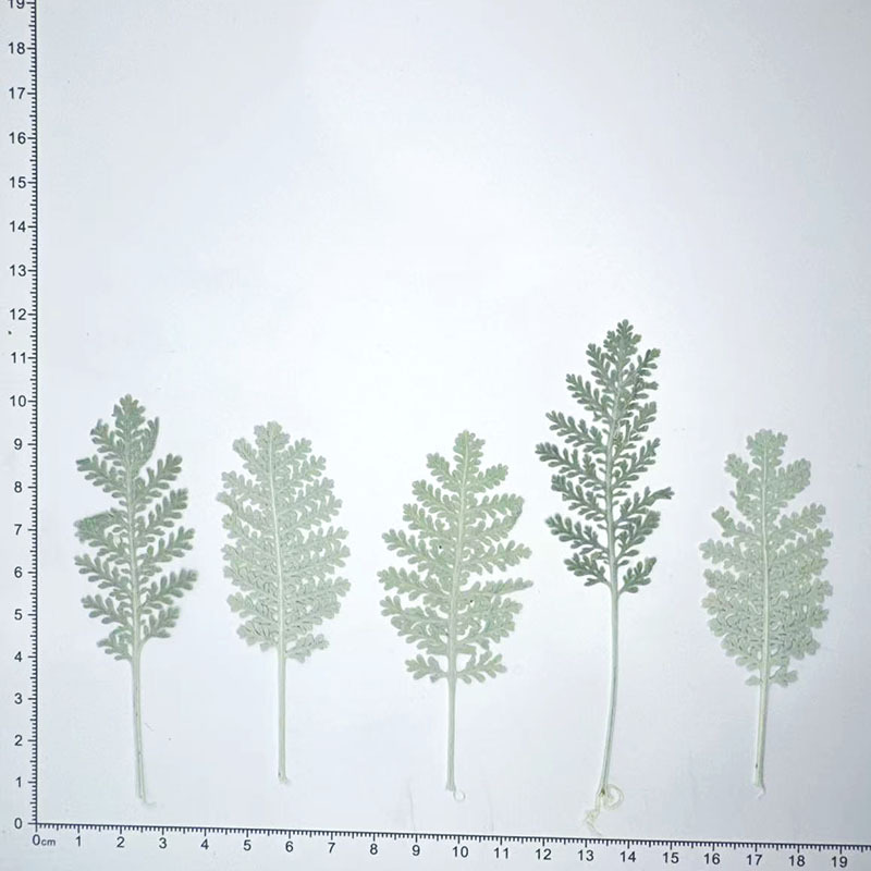 100 stuks natuurlijke zilveren - Dried Flower Pressed recensie en prijs