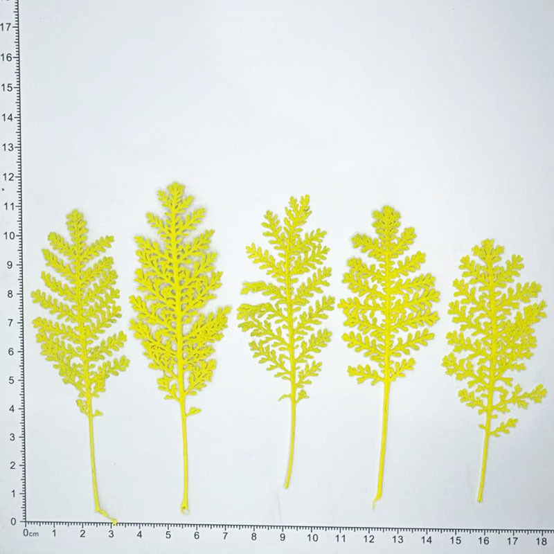 100 stuks natuurlijke zilveren - Dried Flower Pressed recensie en prijs