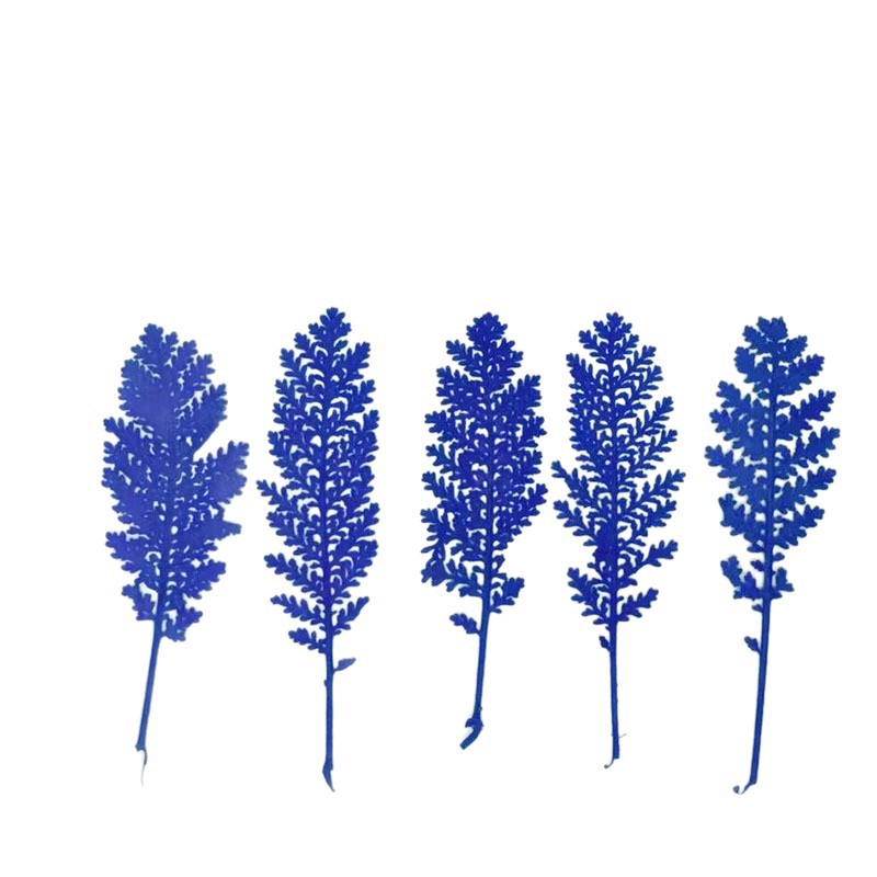 100 stuks natuurlijke zilveren - Dried Flower Pressed recensie en prijs