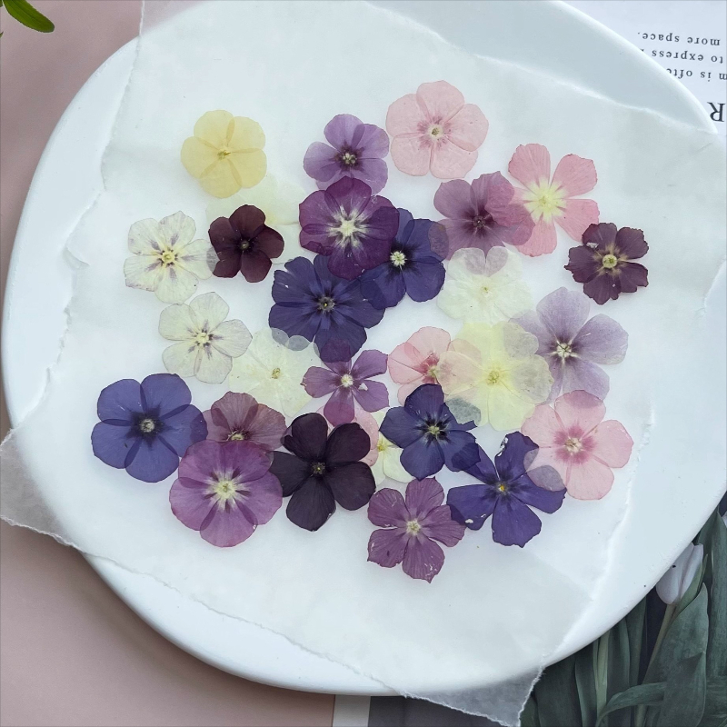 12 stuks, semi-transparante ni - Dried Flower Pressed recensie en prijs