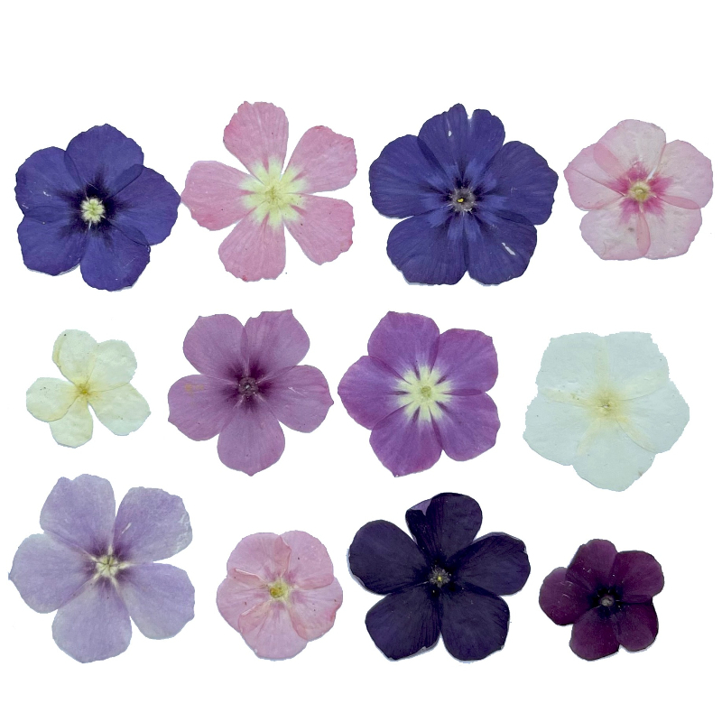 12 stuks, semi-transparante ni - Dried Flower Pressed recensie en prijs
