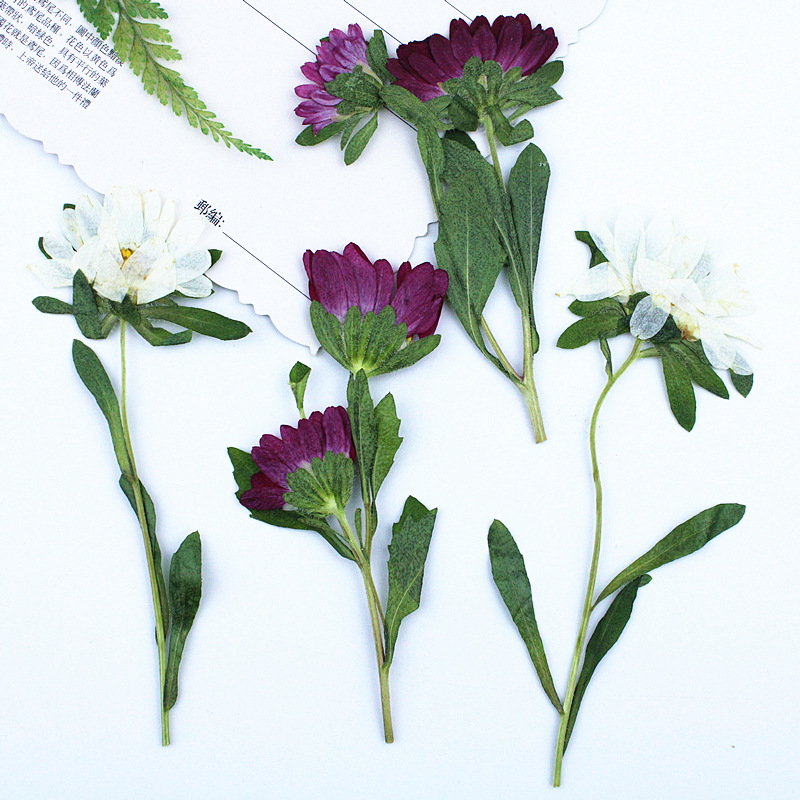 24 stuks, Mini Chrysant Gepers - Dried Flower Pressed recensie en prijs