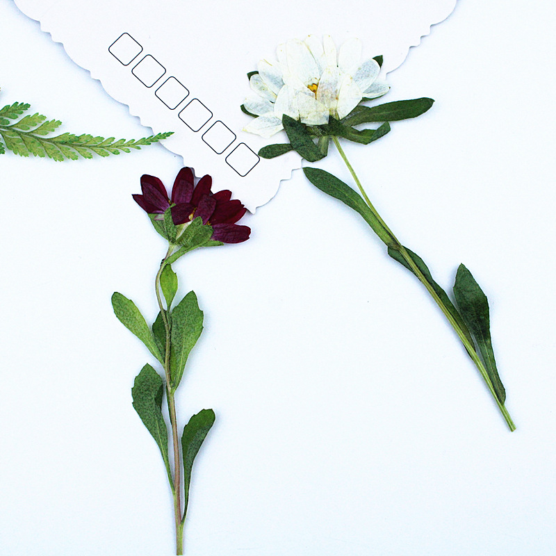 24 stuks, Mini Chrysant Gepers - Dried Flower Pressed recensie en prijs