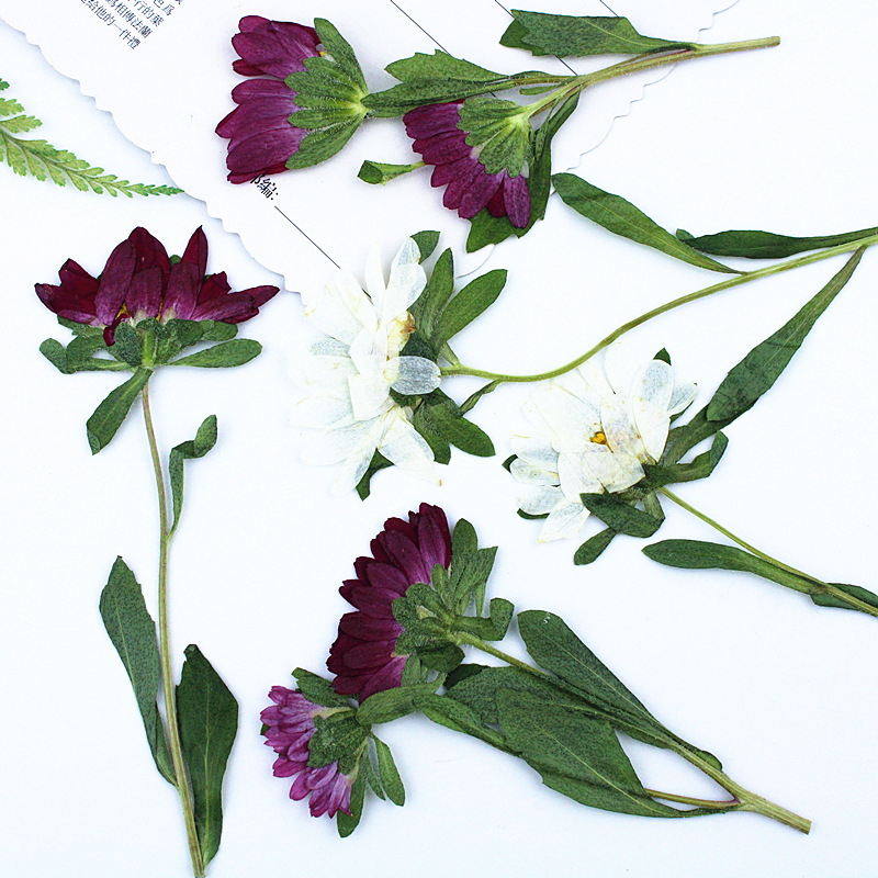 24 stuks, Mini Chrysant Gepers - Dried Flower Pressed recensie en prijs